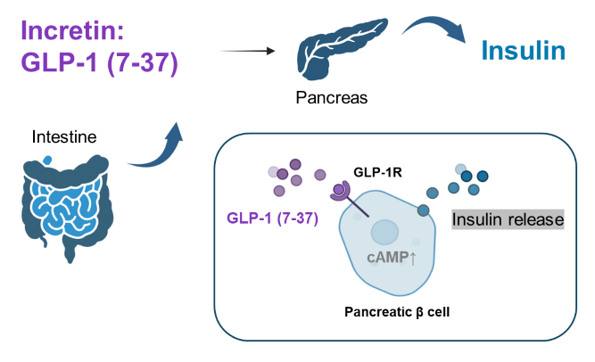 GLP-1_E_Smail
