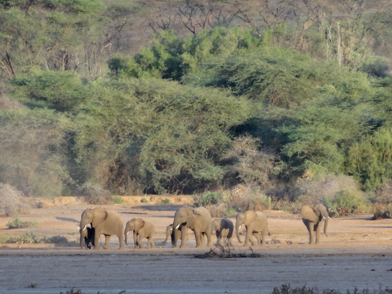 Elephants on the lower Milgis