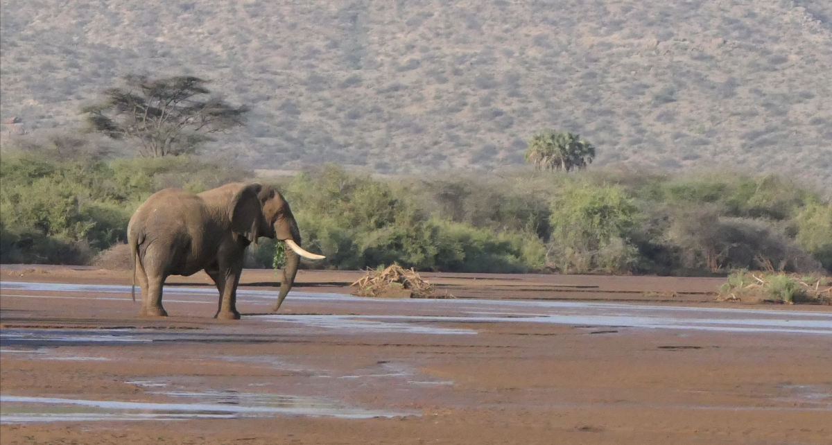 The Tang Prize Foundation Glad to See Elephant Conservation in Kenya Come to Fruition