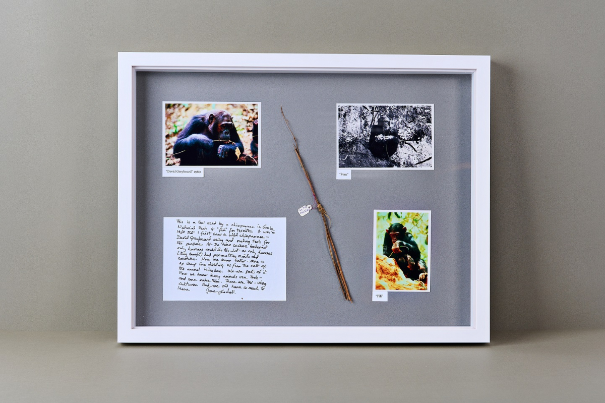 A twig used by the chimpanzee, David Greybeard, to “fish” for termites, a phenomenon that Sustainable Development laureate Dr. Jane Goodall witnessed for the first time when she was in the Gombe National Park in 1960. 