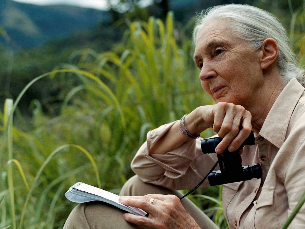 Jane Goodall, 2020 Tang Prize Laureate in Sustainable Development