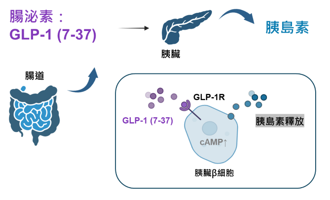 GLP-1_C_Small