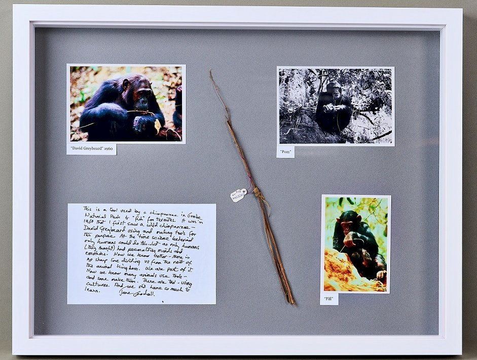 珍古德贈唐獎首見猩猩「釣」食白蟻的樹枝