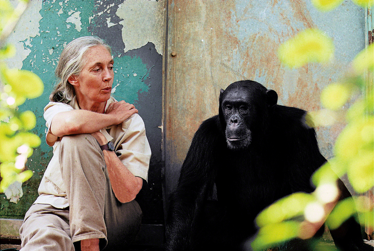 2020 唐獎永續發展獎得主珍古德博士(Jane Goodall)