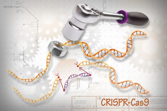 基因編輯技術在 2016 年獲得唐獎，也有更多的研究者開始針對人類胚胎使用 CRISPR-Cas9技術。圖／NIH Image Gallery@flickr