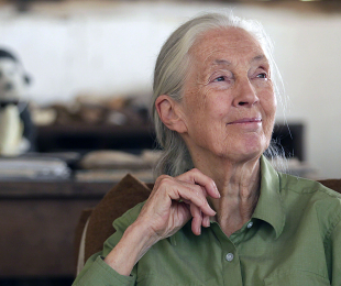 2020唐獎永續發展獎得主珍古德Jane Goodall